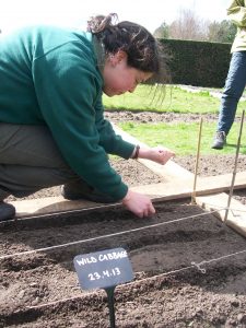 Kate sowing the wild cabbage at the Botanics