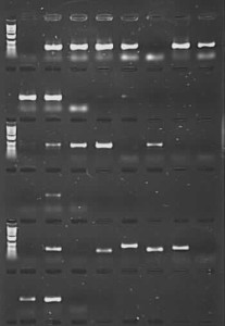 PCR amplification of herbarium DNA using TBT-PAR additive