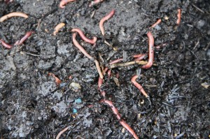 Our worms  Photo: Brenda White
