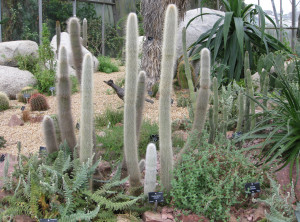 Ferns in the foreground among dramatic cacti
