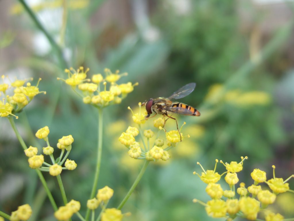 Hoverfly on fennel flowers