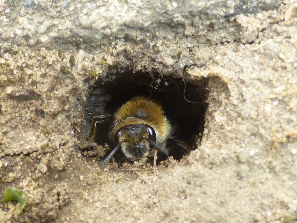 Andrena aff. barbilabris emerging from nest hole in Alpine Courtyard, 21 May 2013