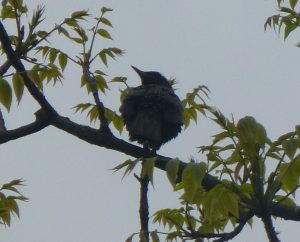 One of two Starlings in tree near Pond, 29 May 2013