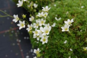 Saxifraga hypnoides from the Angus glens flowering in the nursery at RBGE.