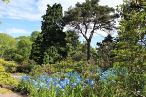The Scots Pine covered in a blue sea of Meconopsis Slieve Donard 