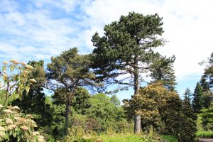 Scots Pine and Black Pine trees