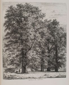 Wych Elms, Renfrewshire. Plate from Sylva Britannica; or, portraits of forest trees written and illustrated by Jacob George Strutt (1790-1864) published in folio format, 1822. Copy held by the library at the Royal Botanic Garden Edinburgh. Photographed by Lynsey Wilson.