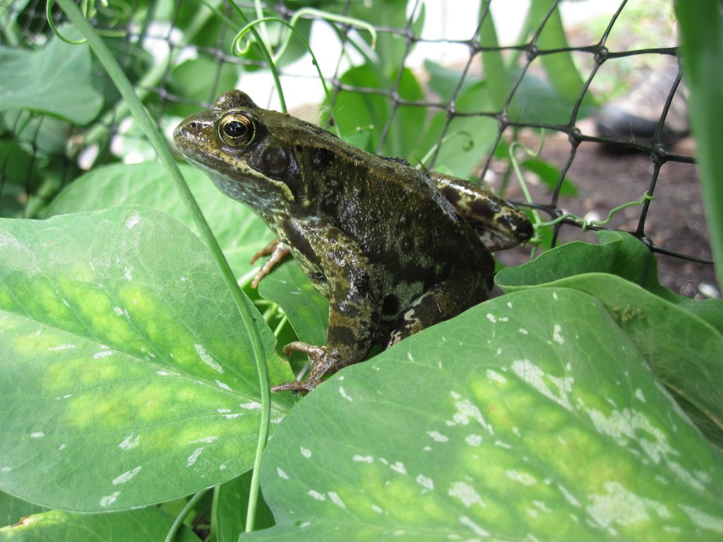 Resident frog in the Edible Gardening Project poly tunnel