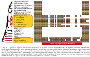 Hornwort cladogram and alignment