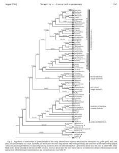 cysA cladogram