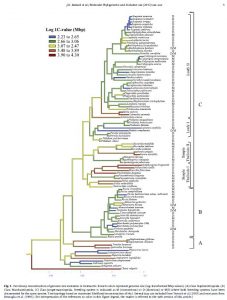 Liverwort genome size reconstructions