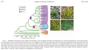 Hornwort backbone phylogeny