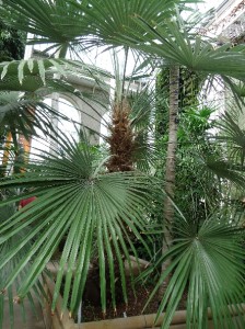 Stone gate palm Trachycarpus princeps