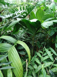 Latanier palm Roscheria melanochaetes 
