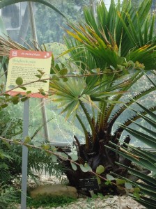 Bangkoule palm Livistona carinensis