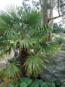 Chusan palm Trachycarpus fortune