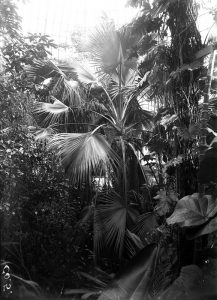 Image of the Sabal umbraculifera probably taken between 1902-1906. When it was finally planted into the ground. Photographer: D.S.FIsh Image: Royal Botanic Garden Edinburgh