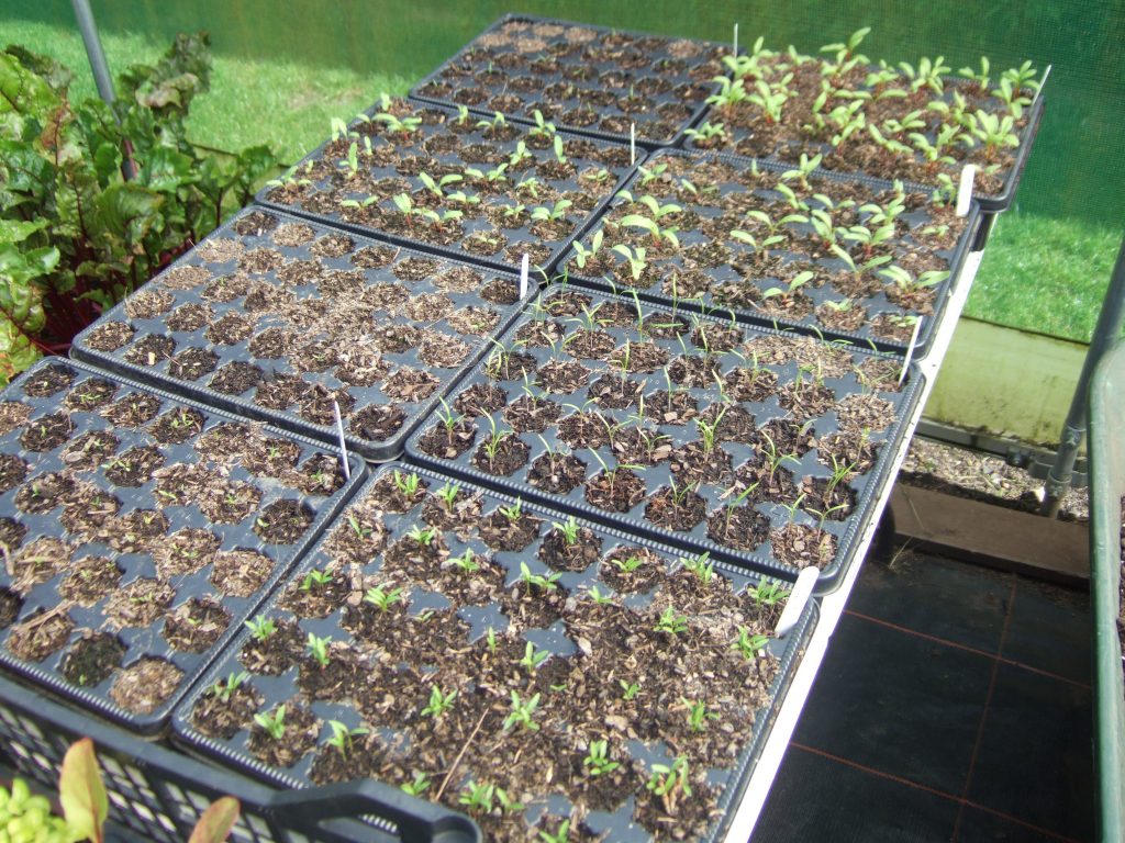 Winter salads propagated in modules for planting out later