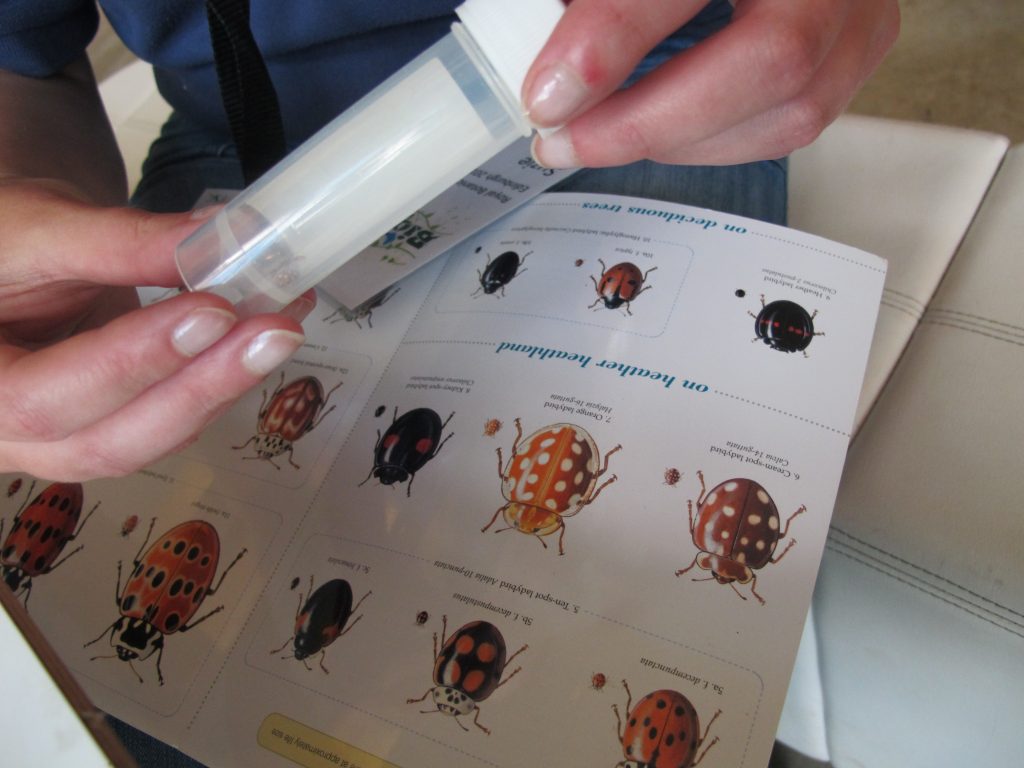 Identifying a ladybird at BioBlitz