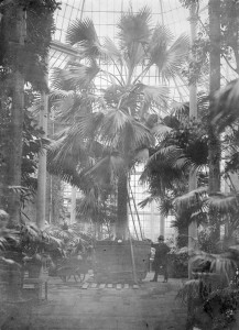 Image of the Sabal taken in 1874 after its move and 'retubbing' by James McNab and his team. Photographer: ? Image: Archive of the Royal Botanic Garden Edinburgh
