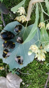 Dead bumble bees below silver lime, Tilia tomentosa