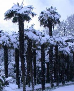 Snow covered palms at Logan Botanic Garden, southwest Scotland