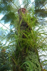 Ferns and liverworts growing on the trunk of Dicksonia antartica
