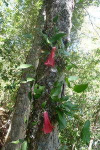 Lapegeria rosea the national flower of Chile is a characteristic plant of the temperate rainforest where Valdivia grows