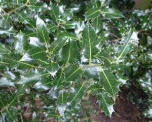 Holly Leaves. Photo by Robyn Drinkwater
