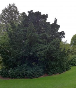 Yew Tree. Photo by Robyn Drinkwater