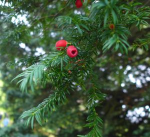 Yew Berries. Photo by Robyn Drinkwater