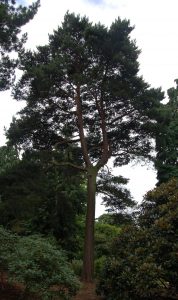 Scots Pine. Photo by Alan Elliott