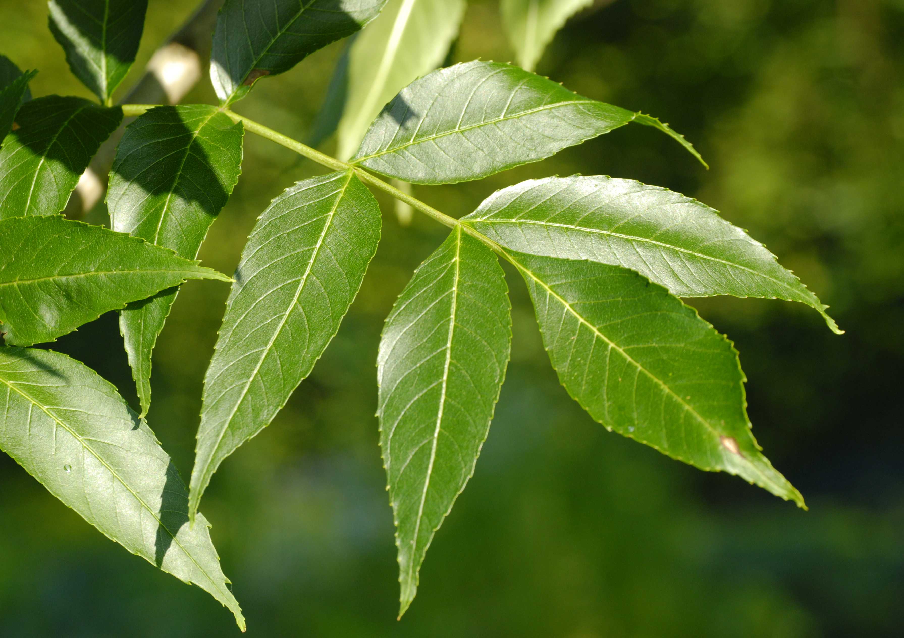 Why Is My Ash Tree Dropping Green Leaves At Amanda Litherland Blog Why Is My Ash Tree Dropping Green Leaves At Amanda Litherland Blog