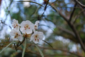 Rhododendron himantodes