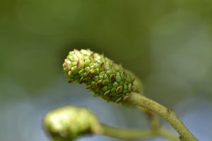 Alder Female Catkin. Photo by Nathan Kelso