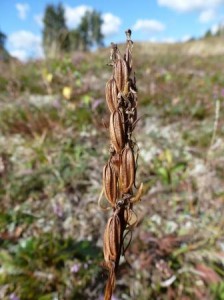 Ripe seed heads of Pseudorchis albida, Small White Orchid