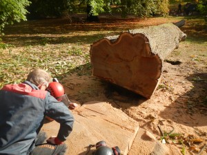 Counting annual growth rings to establish the exact age of the tree.