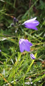 The summer-flowering Scottish Bluebell Campanula rotundifolia