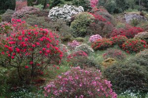 Hillside Rhododendrons
