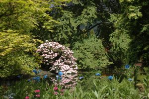 Pond and Arboretum