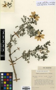 Clematis phlebantha. 