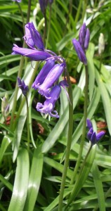 The spring-flowering woodland Bluebell Hyacinthoides non-scripta