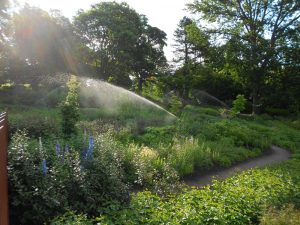 Irrigation in the Biodiversity Garden. Photo by Toby Garn