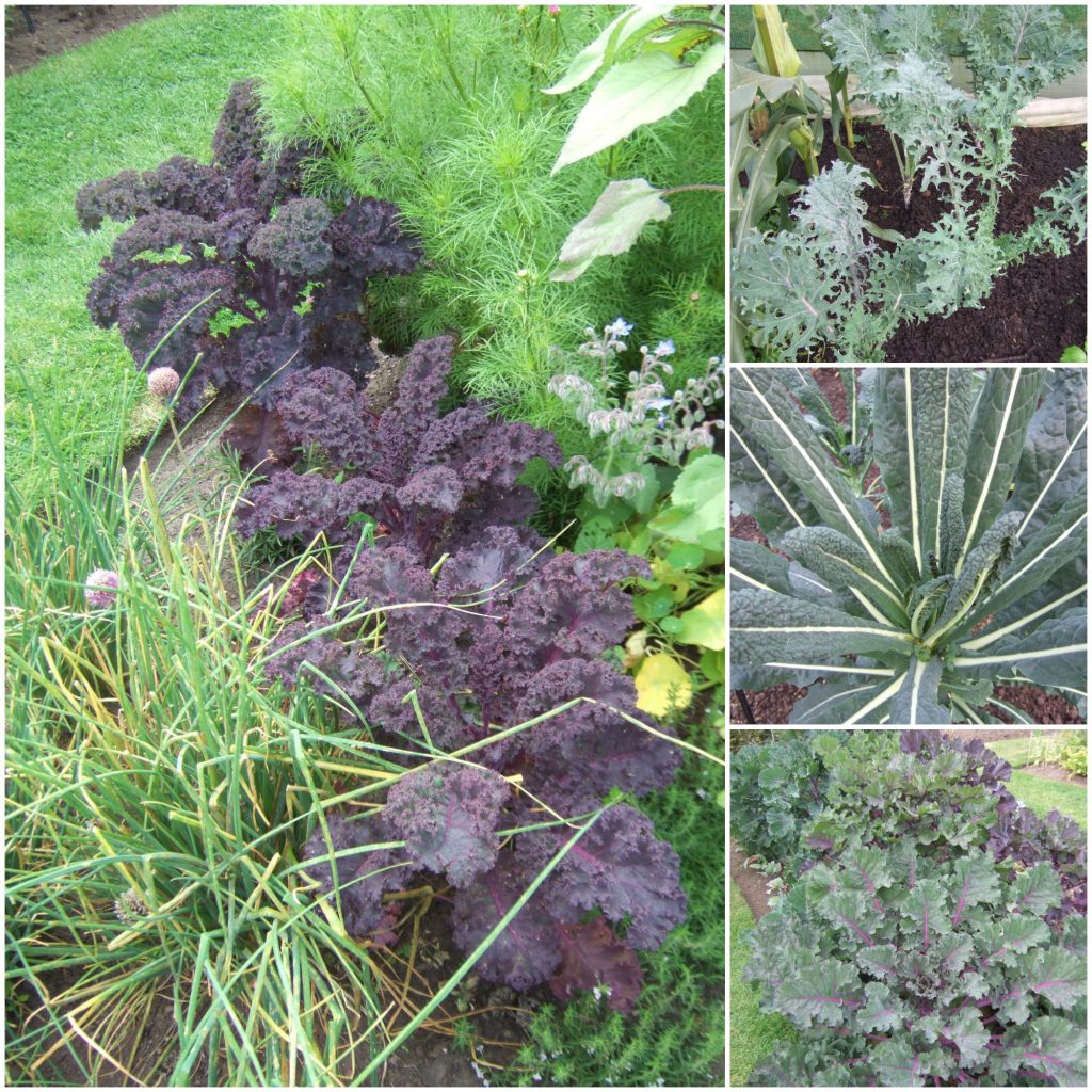 Kale 2 Collage