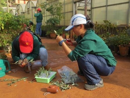 Two staff from the RBGE field station in Lijiang, China, taking cuttings on Kunming horticulture course.