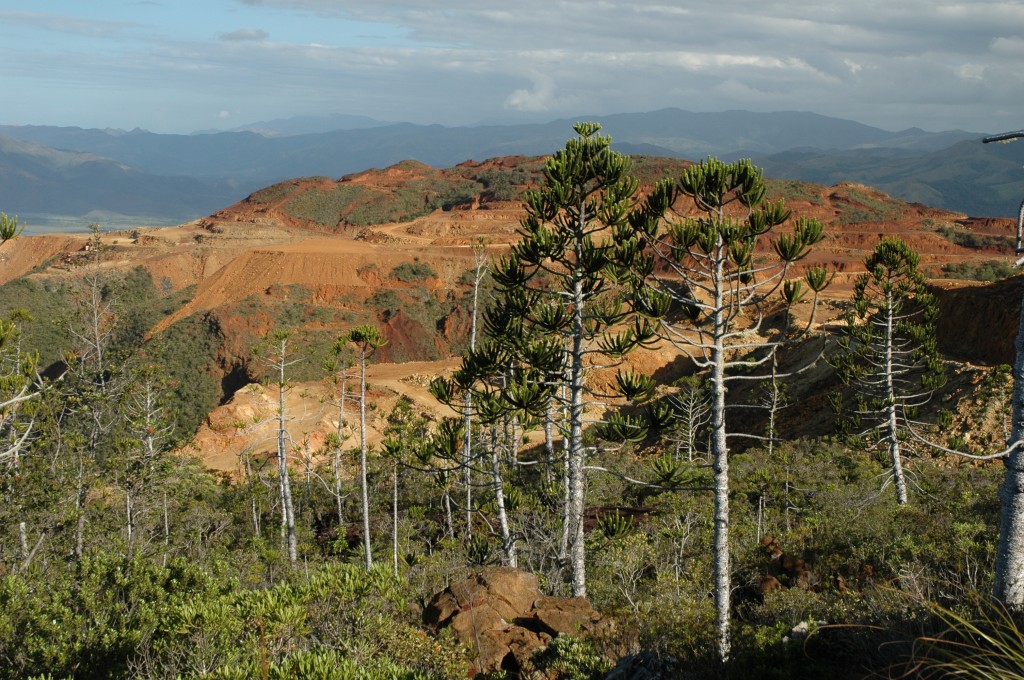 Mining destruction of Conifer habitats