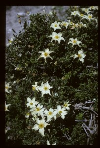 Clematis phlebantha. 6 June 1963. Photograph Adam Stainton.