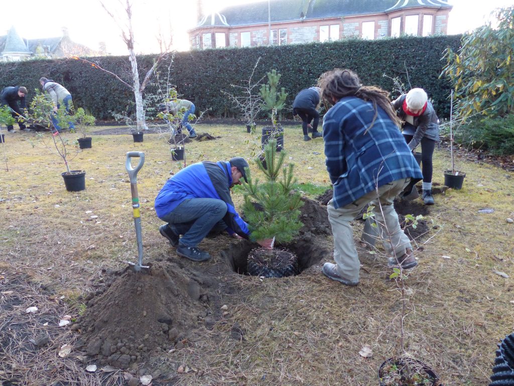Checking the planting depth on a Pinus syvestris grown from seed collected in Turkey