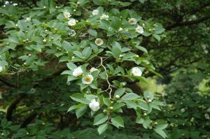 Stewartia pseudocamellia. Photo by Peter Baxter