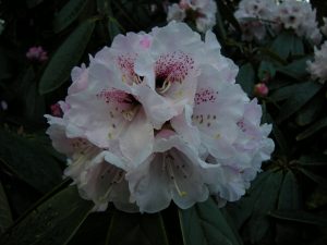 Rhododendron uvariifolium 'Yangtze Bend'. Photo by David Knott